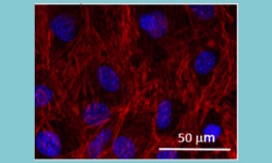 estudio-biocompatibilidad